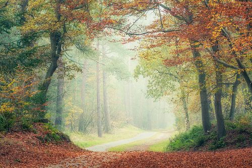 De sfeer van het herfstbos