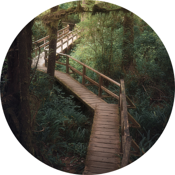 The perfect path | Rain Forest | Vancouver Island | Canada van Laura Dijkslag