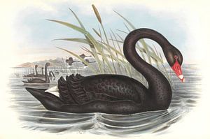Black Swan, John Gould sur Teylers Museum