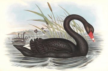 Black Swan, John Gould by Teylers Museum