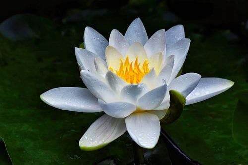 Stralende waterlelie op blad