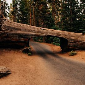 Tunnel Log - Sequoia National Park by Arthur Janzen