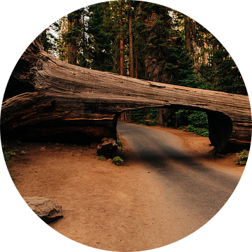 Tunnel Log - Sequoia National Park van Arthur Janzen