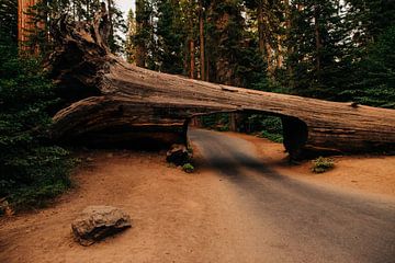 Tunnel Log - Sequoia National Park van Arthur Janzen