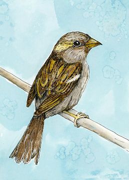 House sparrow coloured ink drawing by Bianca Wisseloo