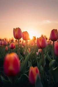Champ de tulipes au coucher du soleil V1 sur drdigitaldesign