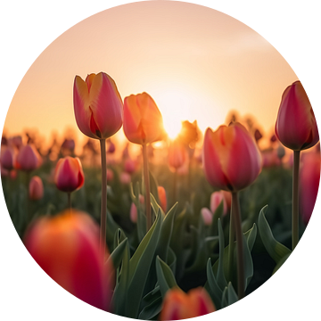 Tulpenveld in zonsondergang V1 van drdigitaldesign