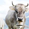 Vache alpine avec veau sur kuh-bilder.de