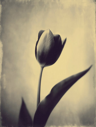 Tulipe dans une lumière douce n° 19