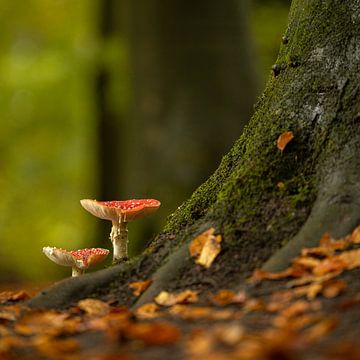 Vliegenzwammen op boomstronk ( paddenstoel ) van Wouter van Agtmaal