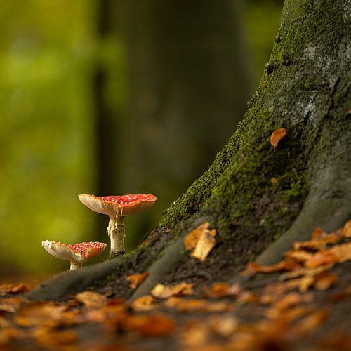 Agarics mouches sur tronc d'arbre (champignon)