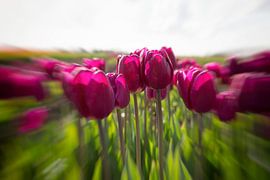 roze tulpen by Kerstin Lotze