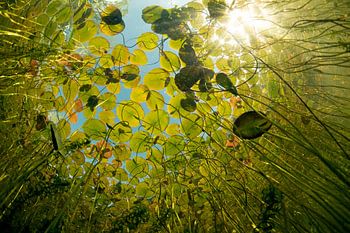 Unterwasser im Graben