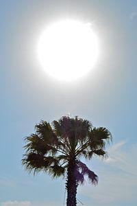 Zonnige palmboom