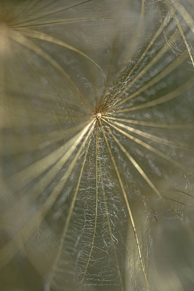 It's gold that shines on the wall by Esther van Dijk