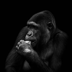 Gorilla on black background by Thomas Marx