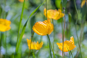gelber Mohn