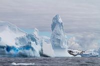 Icebergs around Spert Island