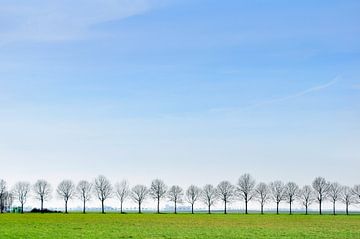 Rij met bomen in Groningen