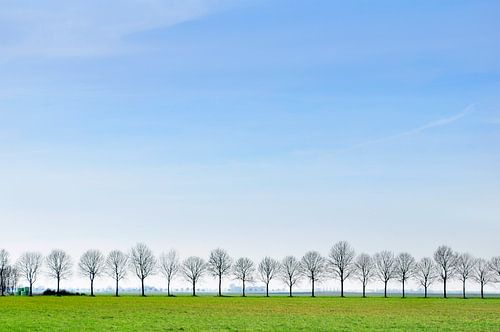 Row of trees in Groningen