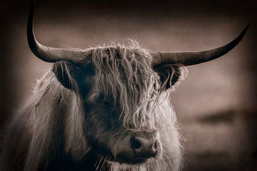 Schotse hooglander Sepia