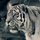 Tiger von David Dirkx Miniaturansicht