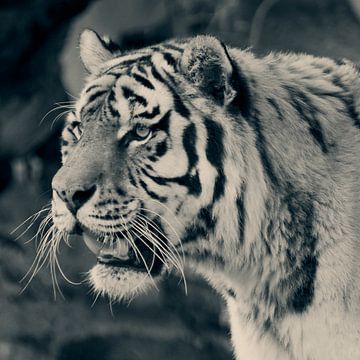 Tiger by David Dirkx