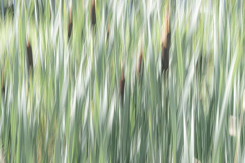 les roseaux en mouvement