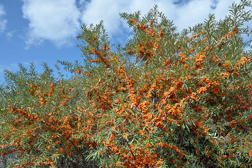 Argousier mûr (Hippophae rhamnoides) au bord de la mer du Nord, à Krummhörn