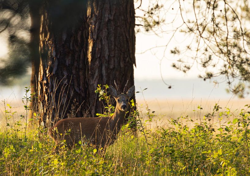 Sunrise Dwingelderveld - Drenthe (Netherlands) by Marcel Kerdijk