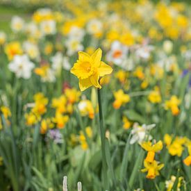 Narcis in het veld van Lisette van Gameren