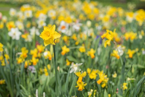 Narcis in het veld