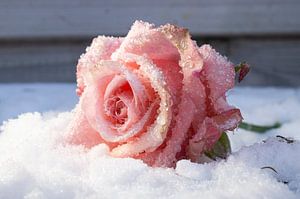The frozen rose van Carolien Lichtendonk