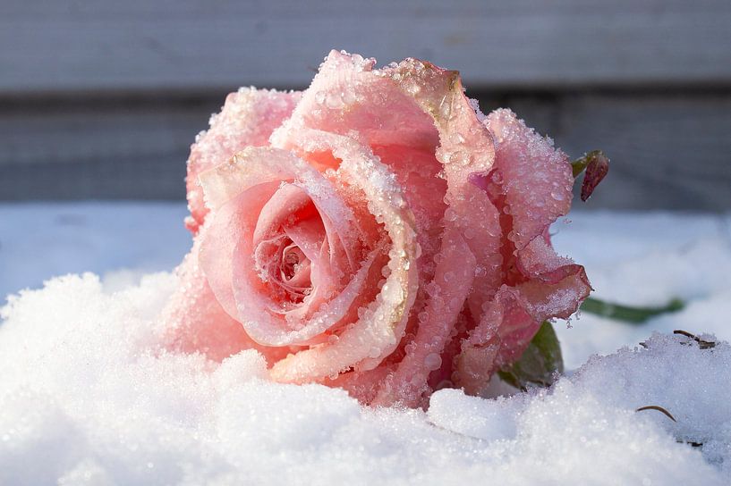 Die gefrorene Rose von Carolien Lichtendonk