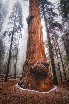 Het mistige Sequoia woud van Joris Pannemans - Loris Photography