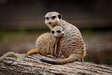 Meerkats by Rob Boon