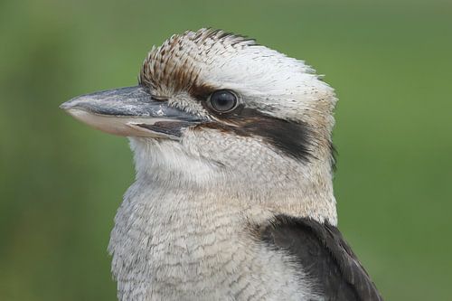 Kookaburra (Dacelo novaeguineae)