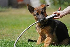Chienne de berger (chiot) jouant avec un tuyau d'arrosage
