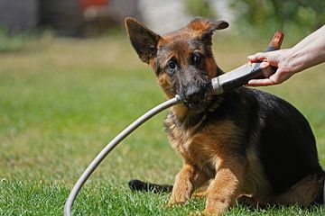 Schapenhond (puppy) speelt met tuinslang