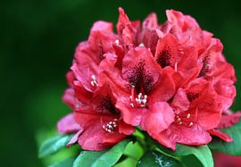 Rododendron in bloei sur Corry Husada-Ghesquiere