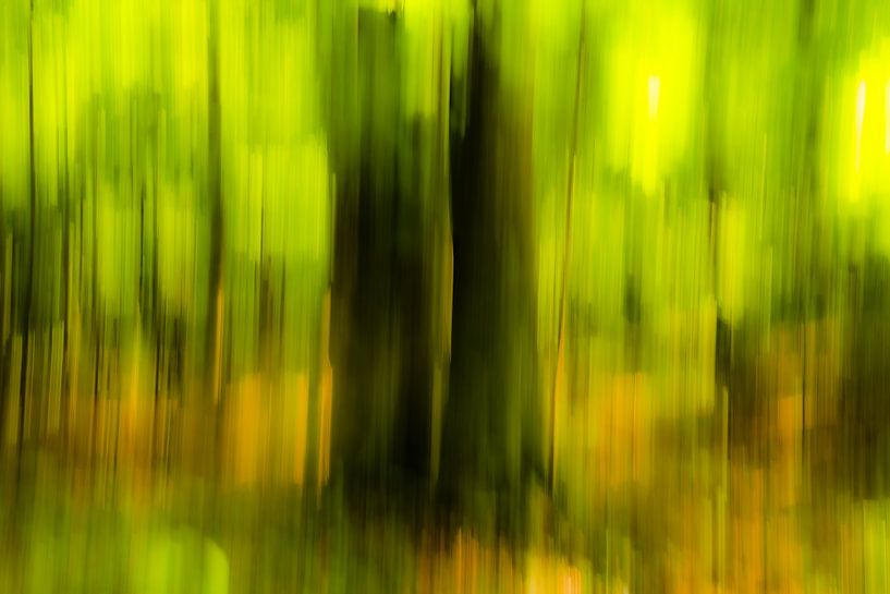 Abstracte bomen in de lente in bos die met onscherpte vervagen van Dieter Walther