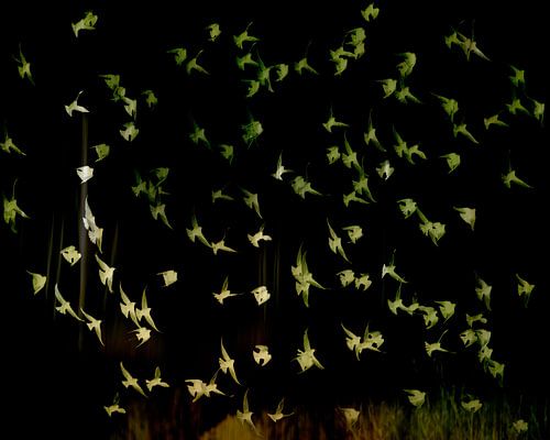 Kleurrijke vlucht spreeuwen van Lucia Leemans