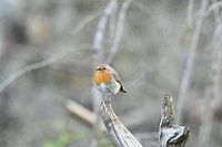 Rotkehlchen auf der Suche