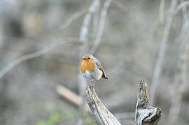 Roodborst op de uitkijk van Albert Rap