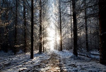 Winters dennenbos bij ondergaande zon. van Marcel Kerdijk