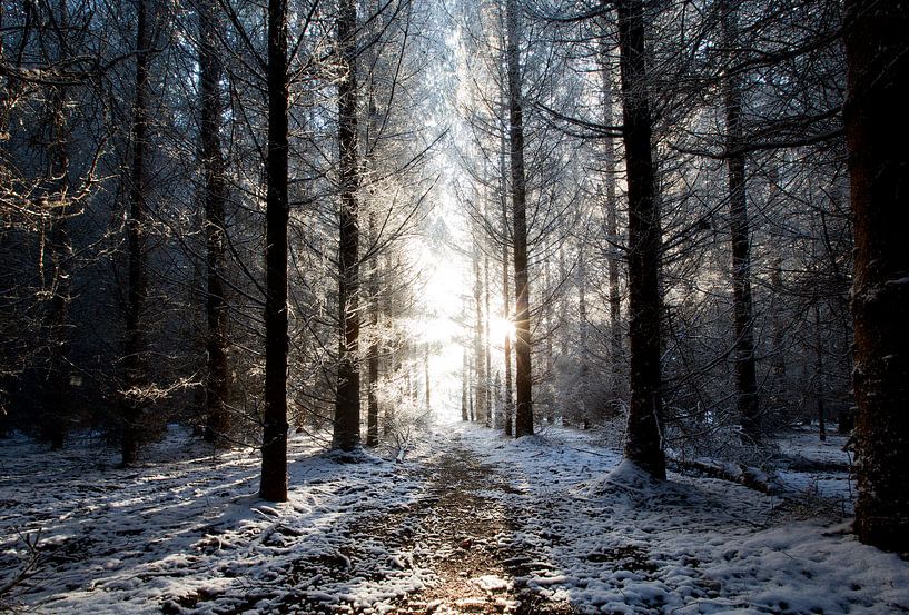 Winter pine forest at sunset. by Marcel Kerdijk