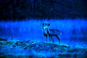 Hirsch in blau