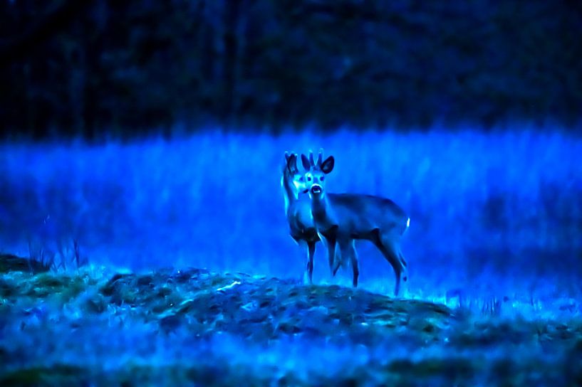 Hirsch in blau von Henk Groenewoud