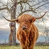 Bœuf des Highlands écossais sur Hans-Bernd Lichtblau