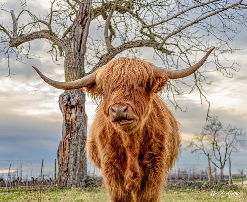 Schotse Hooglandrunderen